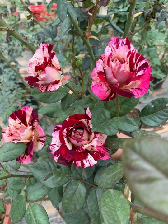 Chậu hoa hồng sọc Julio