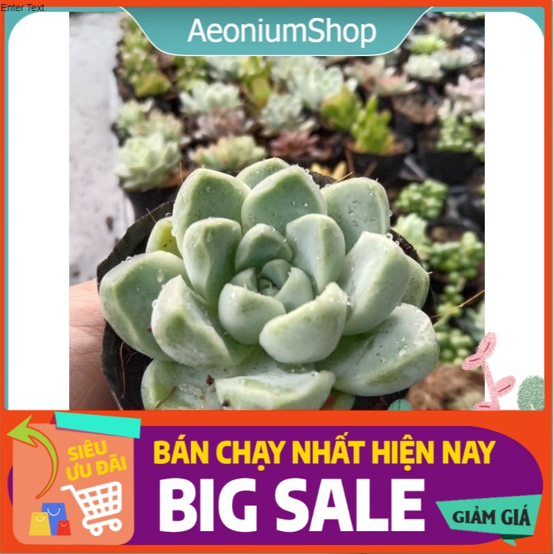 Sen Đá Sao Băng Mini, Xuất Xứ Đà Lạt, Lỗi 1 Đổi 1 ❣️