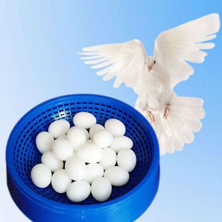 COMBO 10 TRỨNG NƯỚC CHO CHIM BỒ CÂU - TRỨNG NƯỚC CHO CHIM BỒ CÂU - TRỨNG NƯỚC CHO CHIM - TRỨNG NƯỚC CHO CHIM