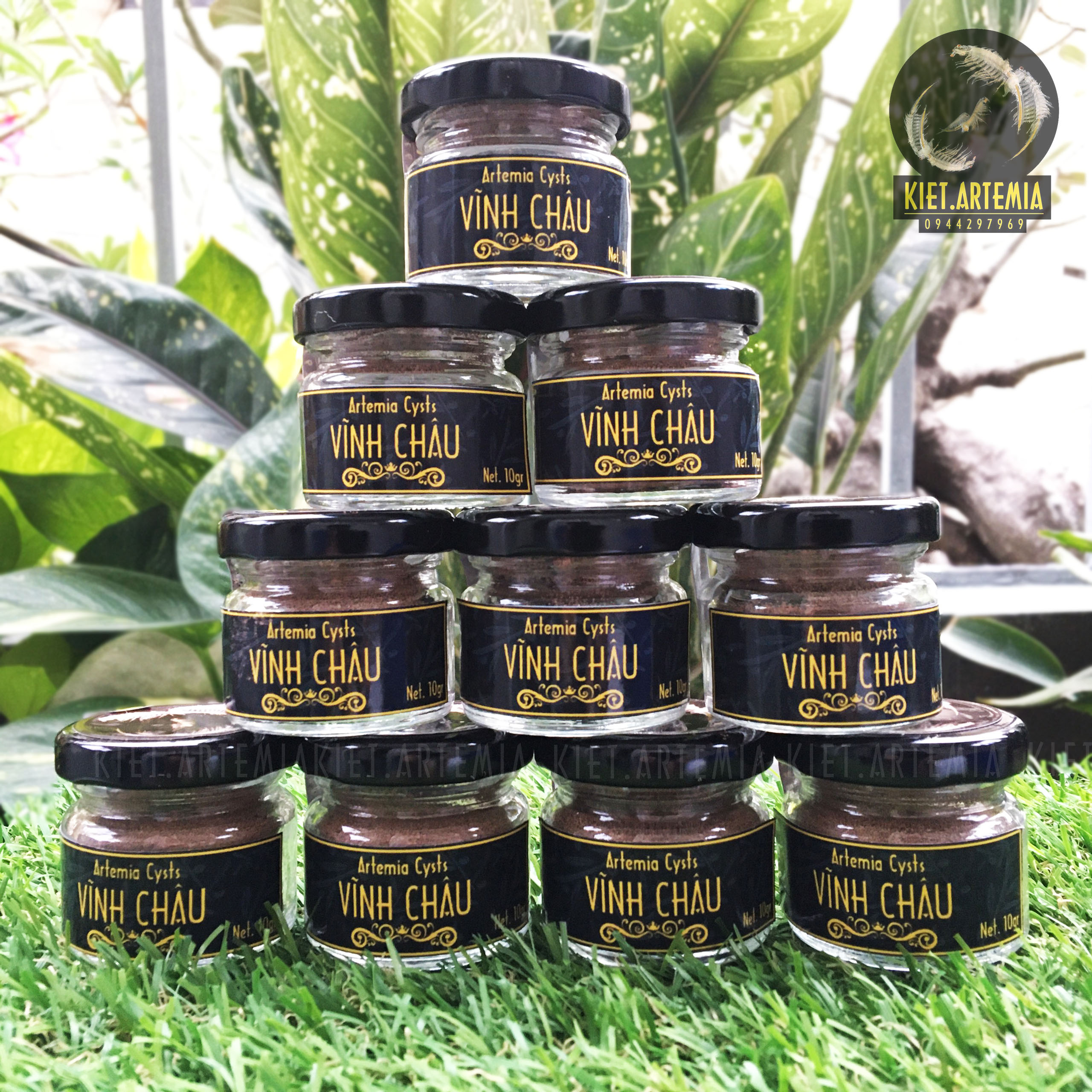 Artemia Vĩnh Châu - Trứng Artemia Tỉ lệ nở cao, thức ăn cho cá cảnh