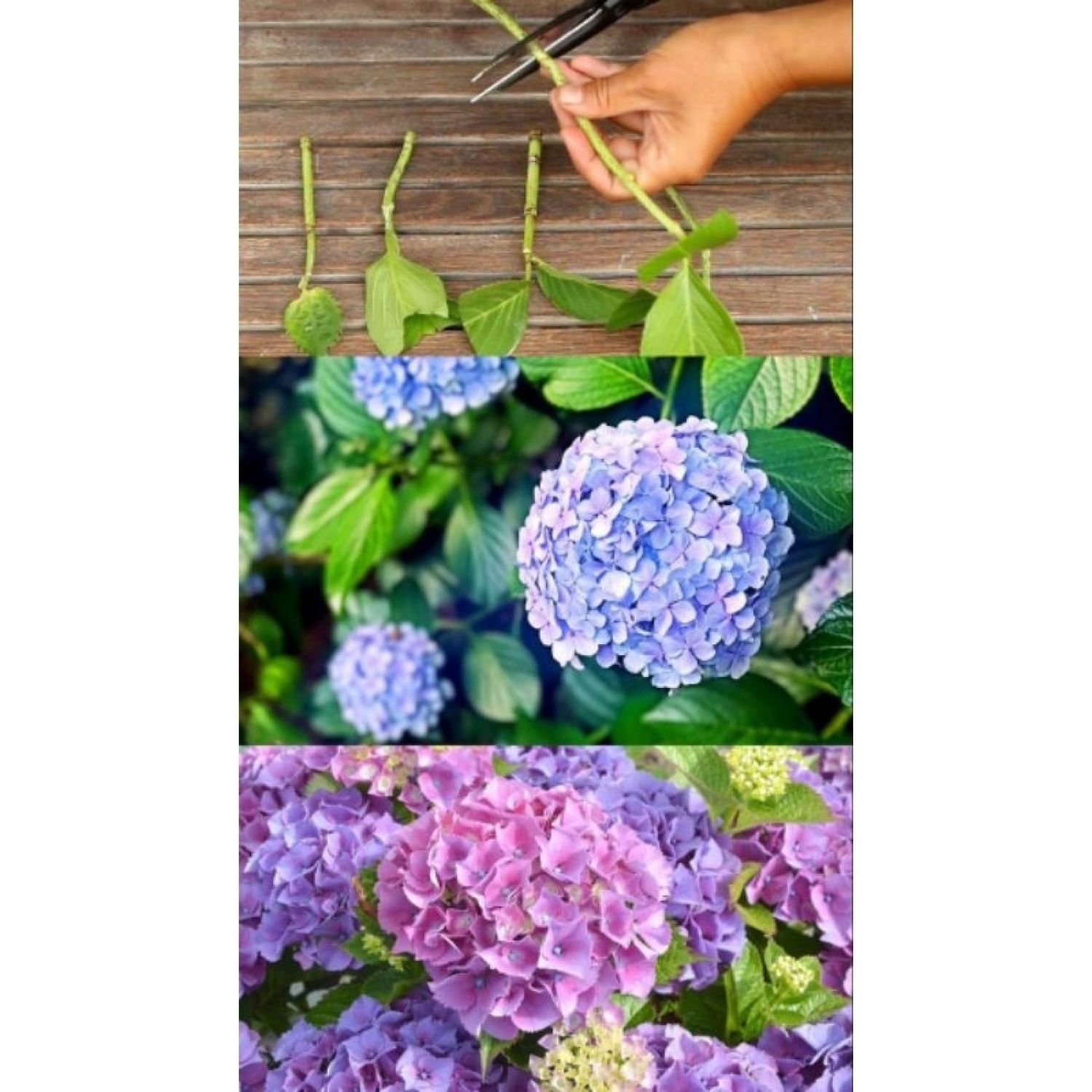 Hom giống hoa Cẩm tú cầu