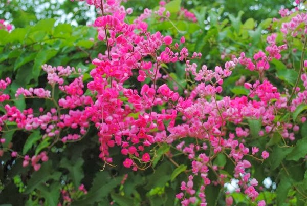 Cây giống hoa ty gôn