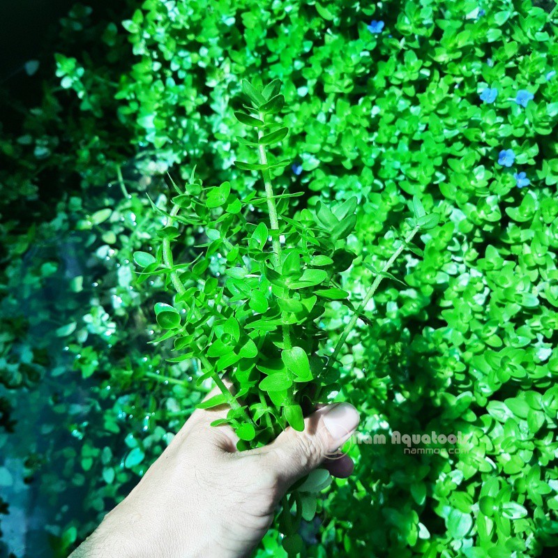 Lệ Nhi - Cây thuỷ sinh hậu cảnh