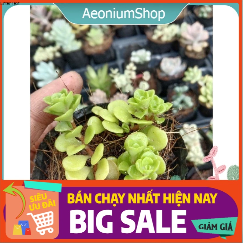 Sen đá sedum vảy cá mini, xuất xứ đà lạt, lỗi 1 đổi 1 💪