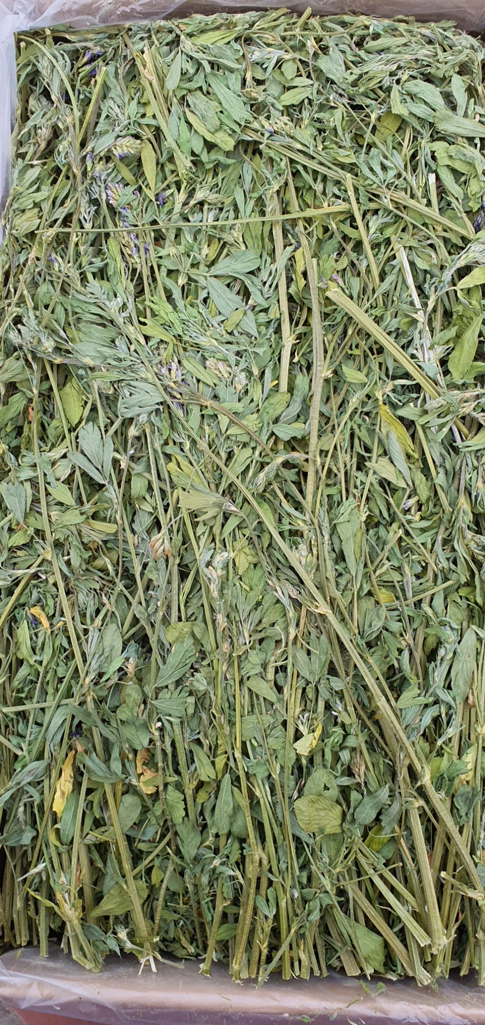 Cỏ Alfalfa Nguyên Cành tươi lá xanh thơm 400gr