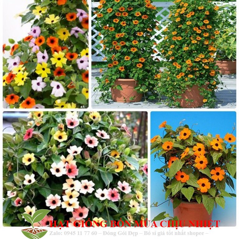 MJ101 Hạt giống hoa Ánh Dương (mắt huyền) 4 Hạt