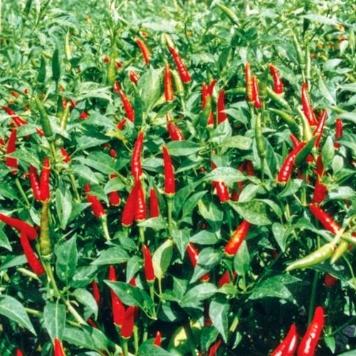 Hạt giống ớt chỉ thiên f1. túi 30 hạt.