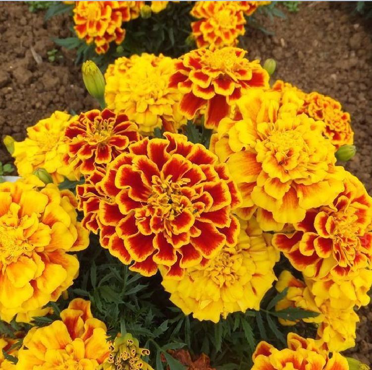 Hạt giống hoa Cúc Vạn Thọ Pháp Mix - gói 50 hạt