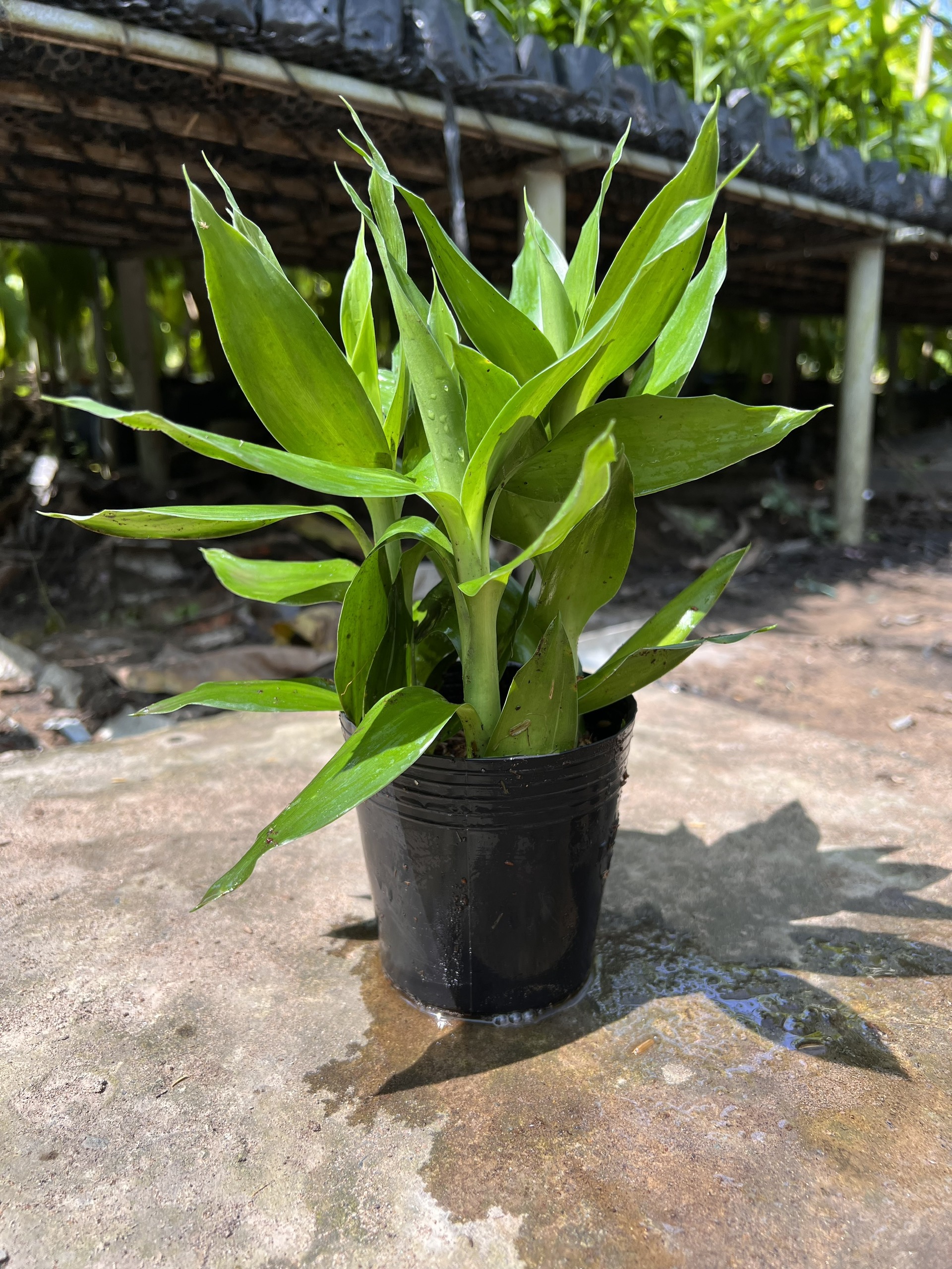 Cây phát tài búp sen