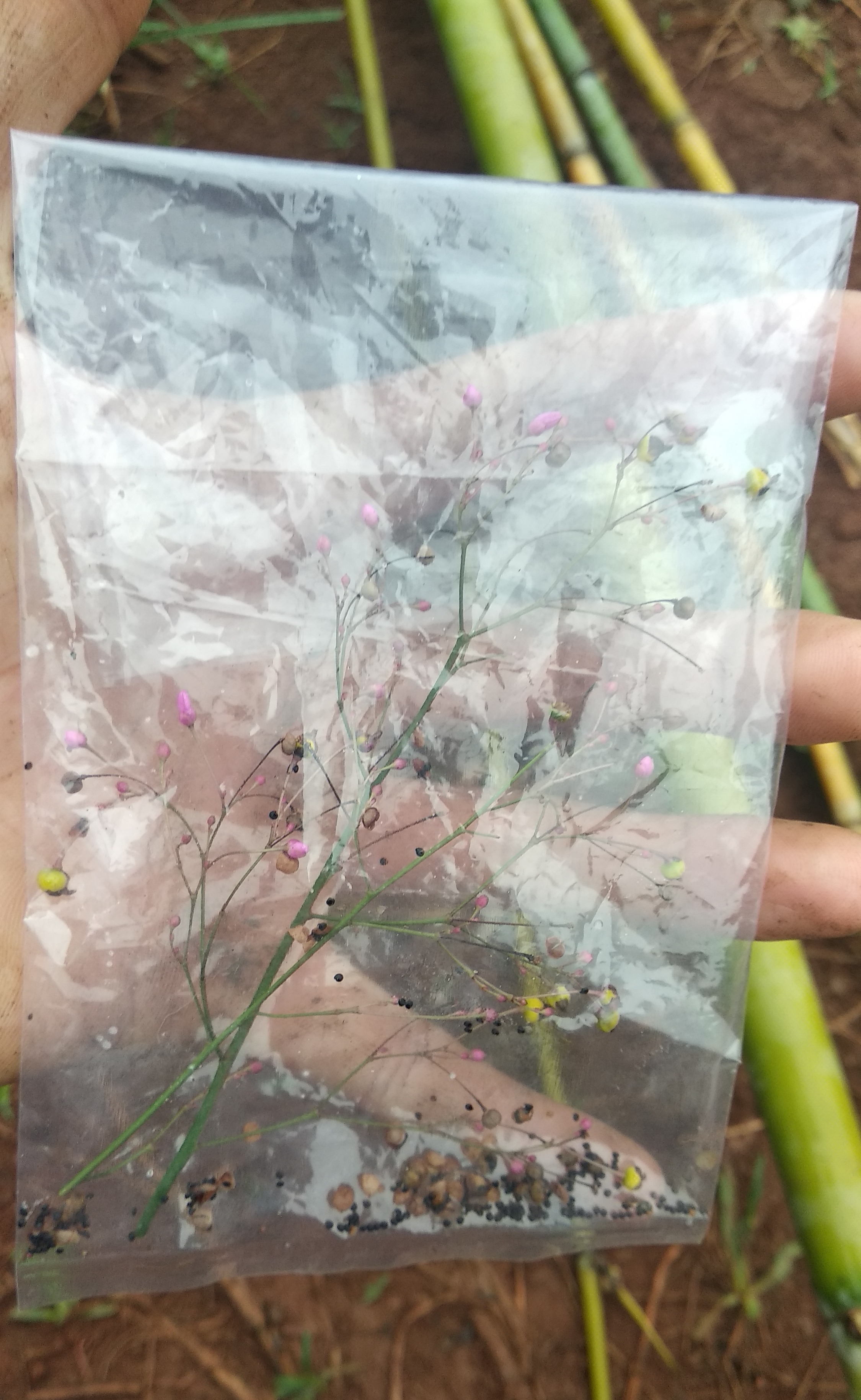 Giống cây sâm đất ( hạt)