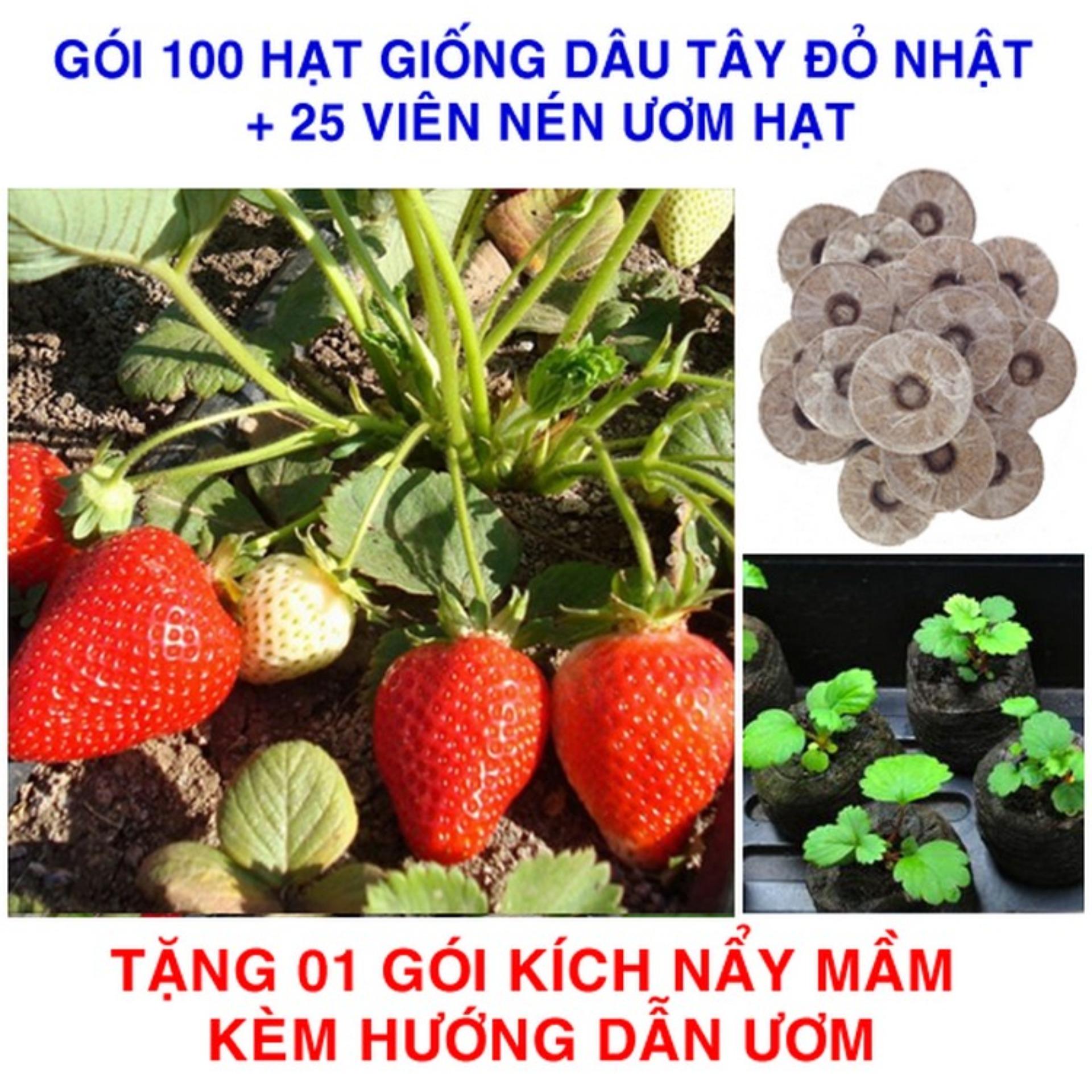 100 Hạt giống Dâu tây Nhật siêu ngọt + 25 Viên nén ươm hạt (tặng Kích mầm, H.dẫn)