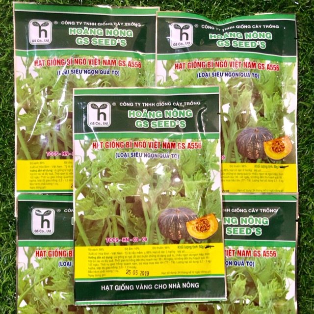 Combo 5 gói hạt giống bí ngô việt nam gs a556 siêu ngọn quả to 50gr