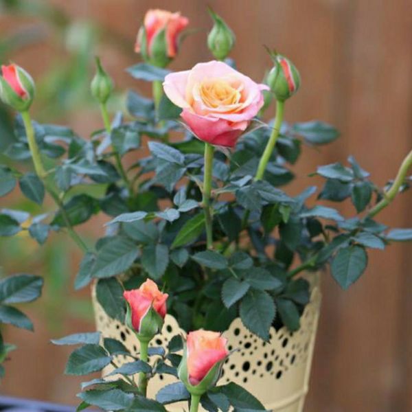 Combo 03 Gốc Hồng Bụi F1 Rễ Trần