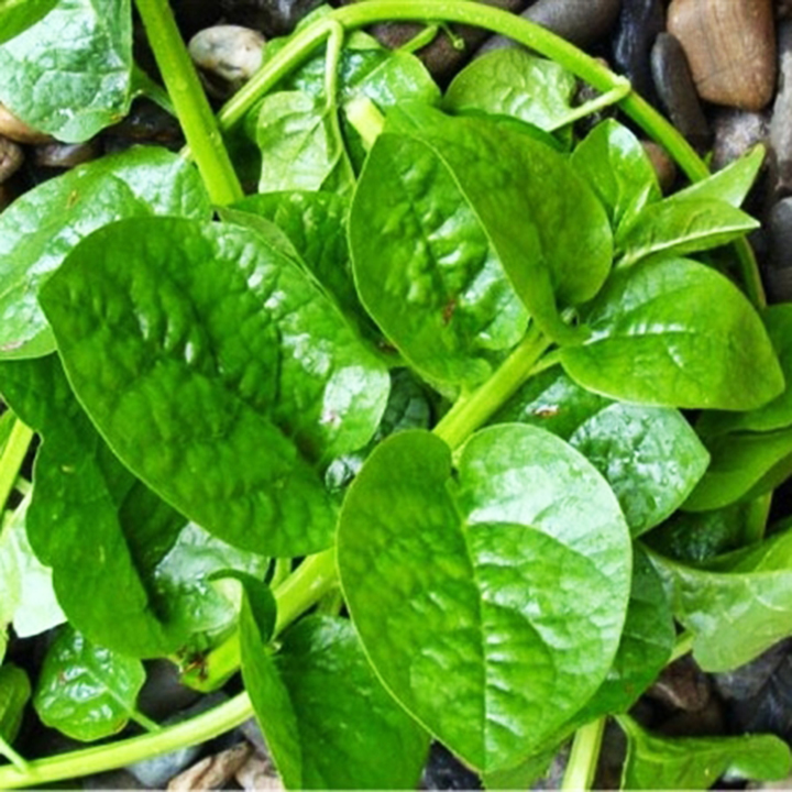 20 gram Hạt giống rau mồng tơi