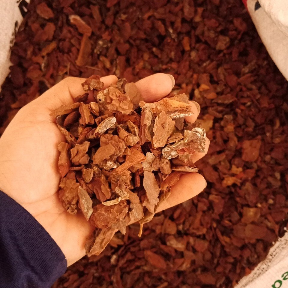 1kg vỏ thông trồng lan loại xay nhỏ cỡ hạt ngô vỏ thông Mitabo - Giá thể trồng lan hàng đã xử lí chất lượng