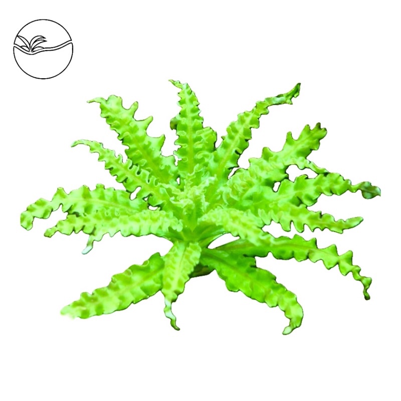 Pogostemon Helferi - Cây Sao Nhỏ - Cây Thuỷ Sinh