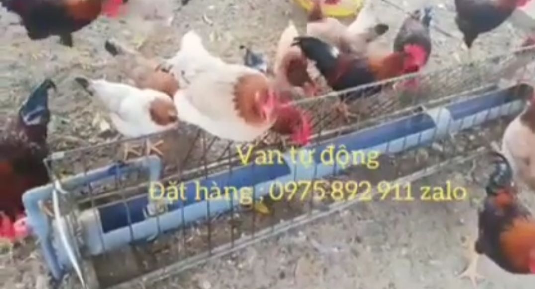 Máng uống tự động cho gà , vịt