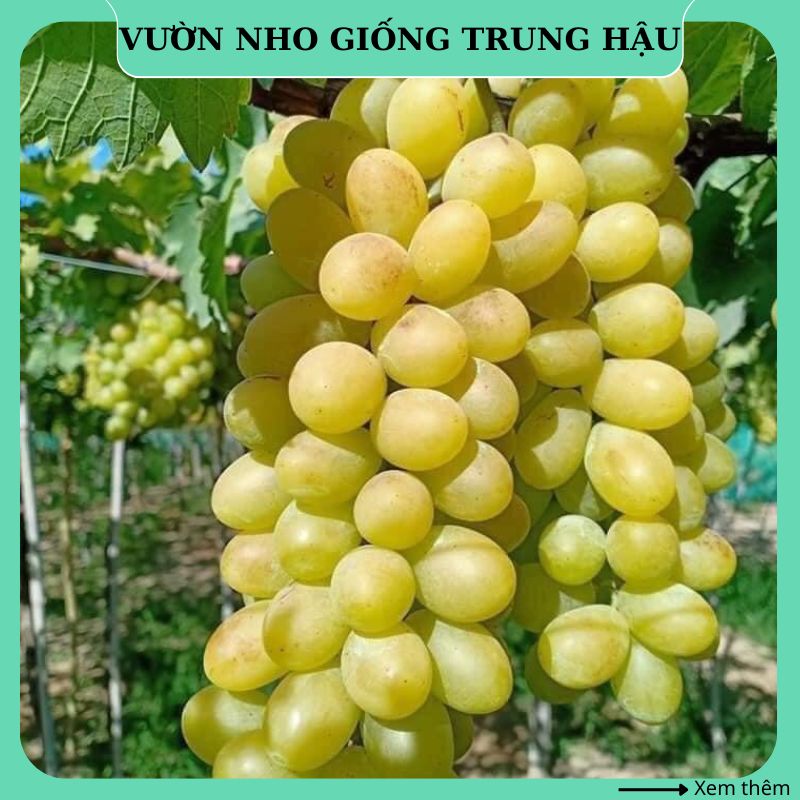 Cây nho giống Xanh Ninh Thuận trái dài thân dây leo giàn trồng chậu thùng xốp NX3