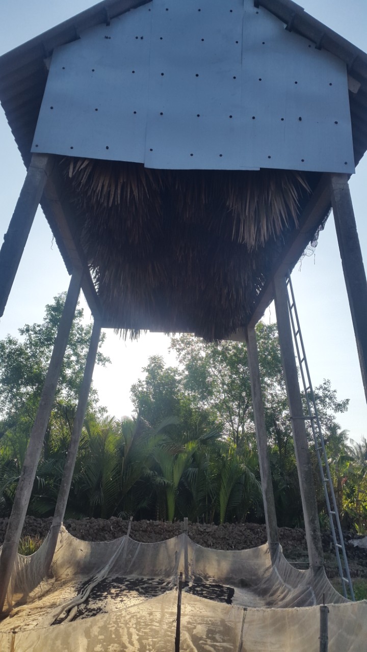 Phân dơi cầu kè nguyên chất 100%