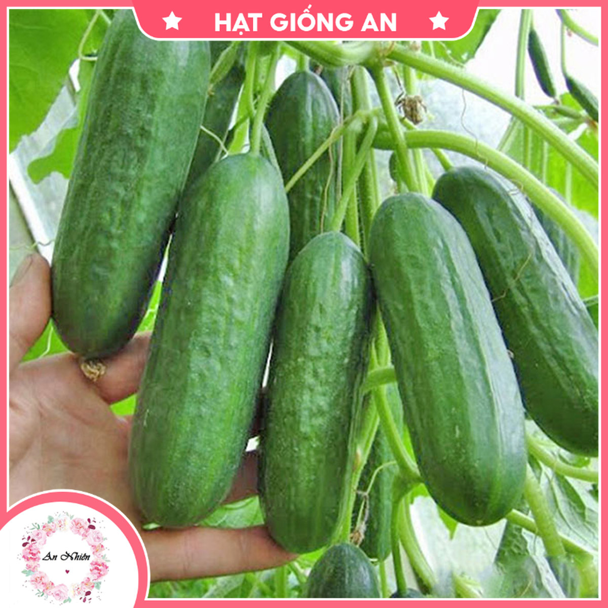 Hạt giống dưa chuột chùm baby - hạt giống an1