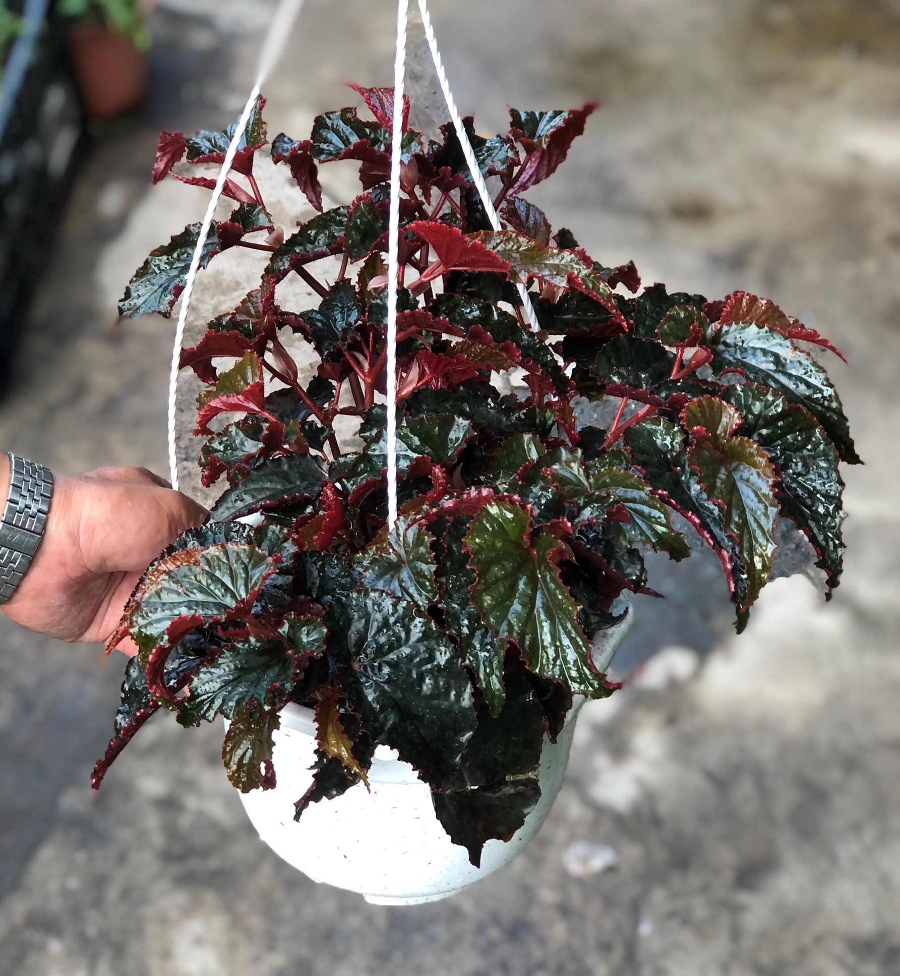 Chậu treo cây Hải Đường lá đỏ