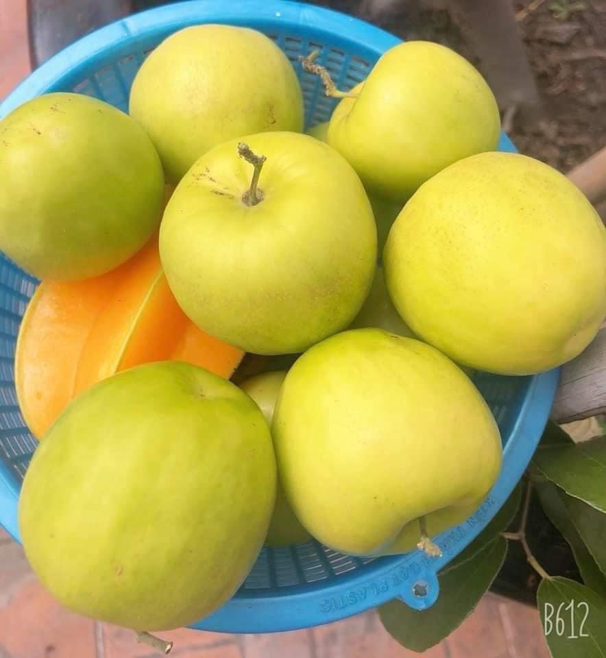 Cây giống Táo Xanh ThÁI Lan siêu trái cây cao từ 40-50cm cho trái sau 6 tháng trồng