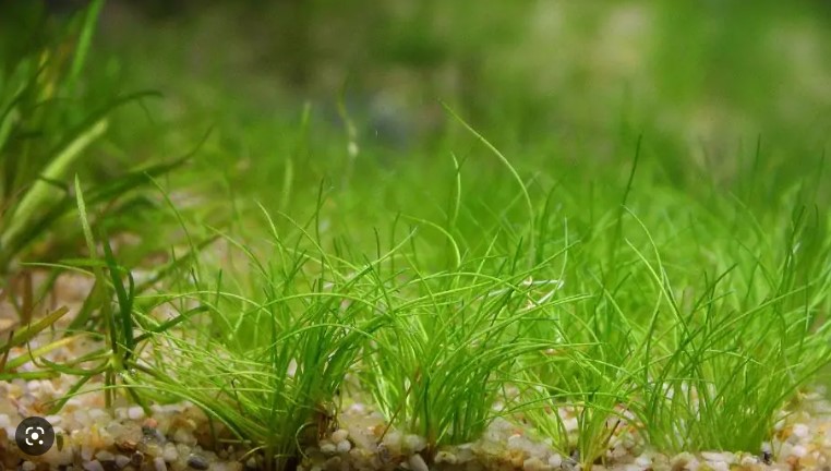 Cây trải nền ngưu mao chiên lùn