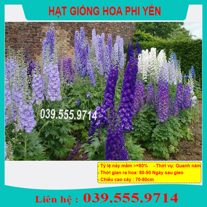 Hạt giống hoa phi yến nhiều màu - hoa trồng chậu