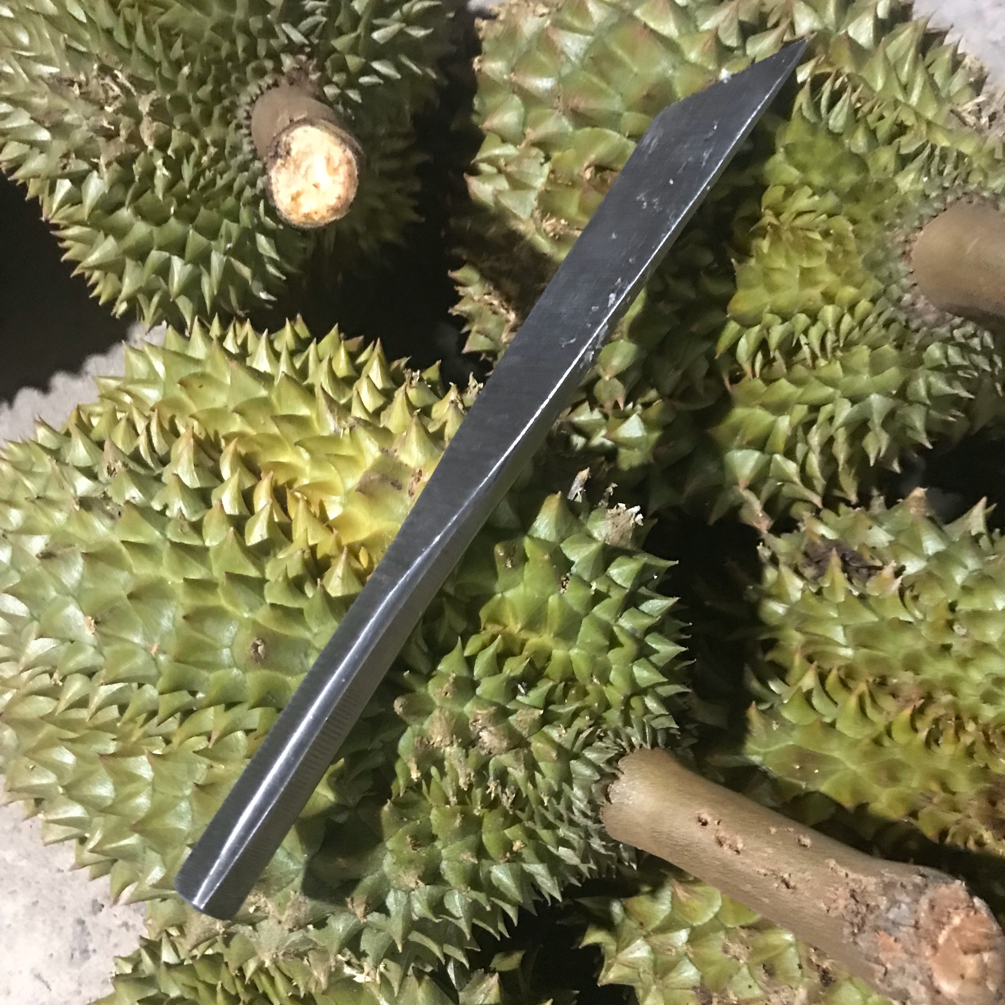 Dao khui sầu riêng