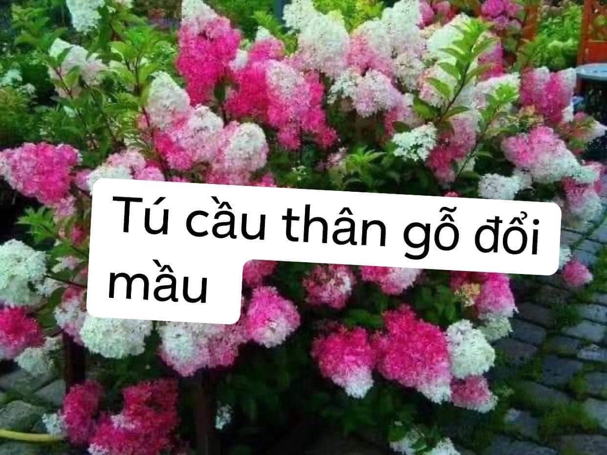 Feership từ 50k-Giống mới! Cẩm tuyết cầu chóp thân gỗ cây giống.