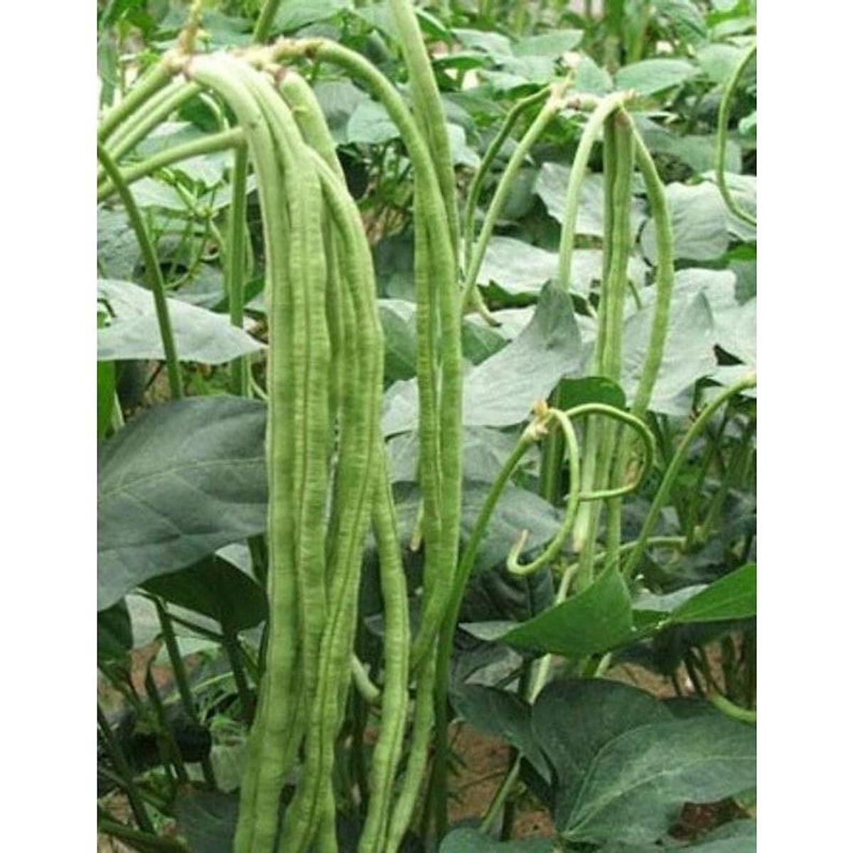 Hạt giống Đậu Đũa bụi