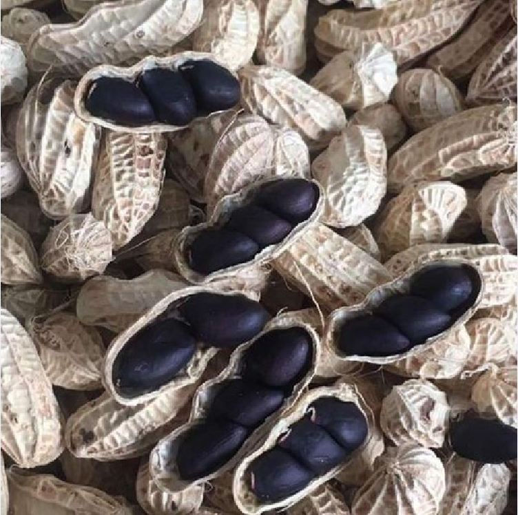 Hạt giống lạc đen KOKUMA nhập khẩu Đài Loan - Gói 15gram( 15 hạt)