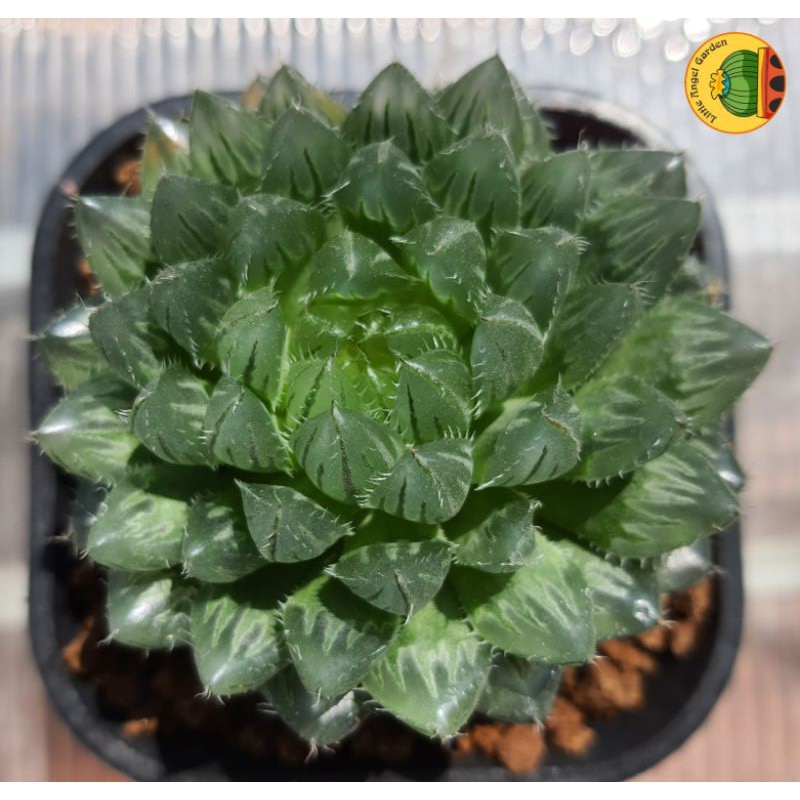 Sen đá kim cương haworthia 'emerald led' | sen đã thuần, dễ chăm