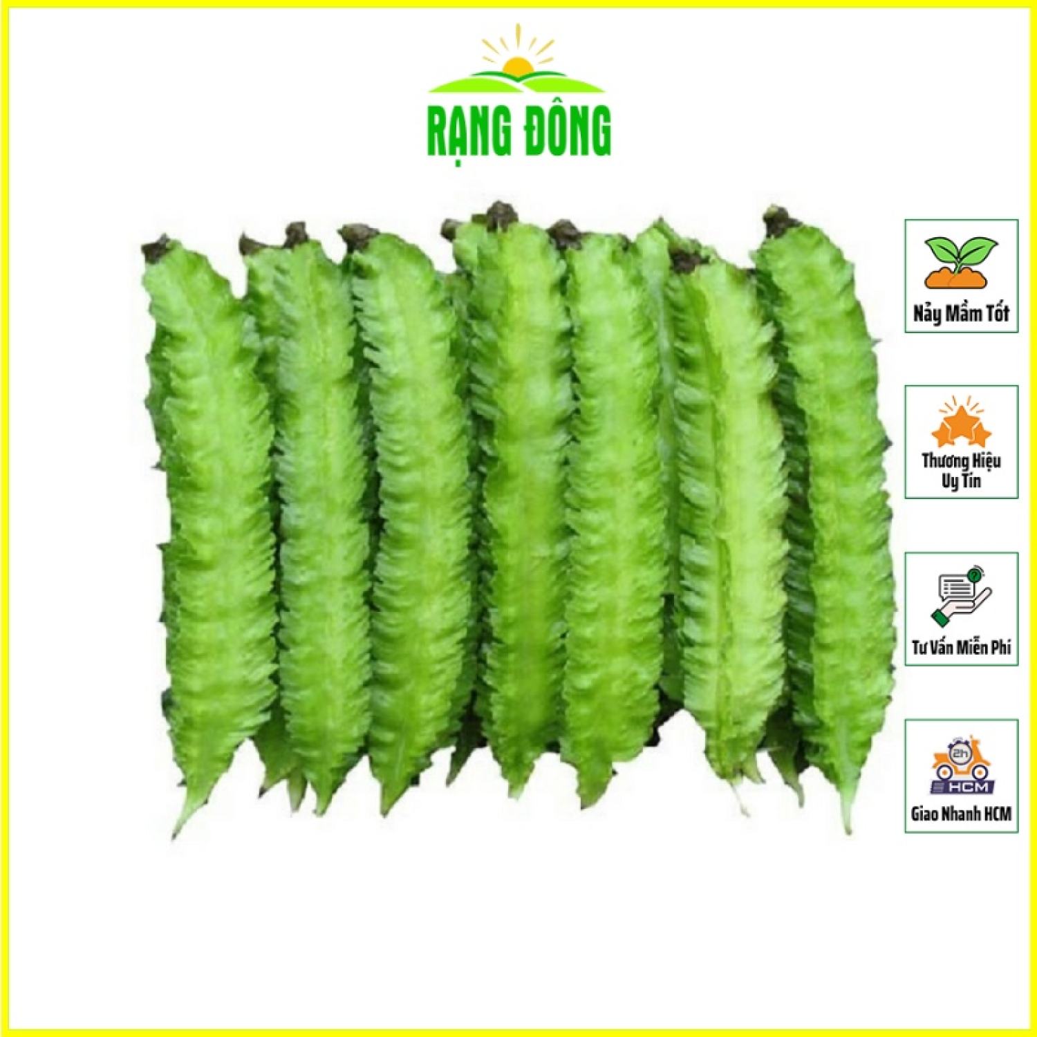 Hạt giống đậu rồng cao sản sinh trưởng khỏe, trồng quanh năm, ra trái liên tục - hạt giống rạng đông