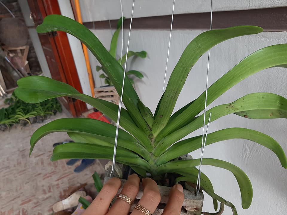 Lan giống Đai Châu Ngọc Điểm Cam lửa cốc 1 thân cam kết chất lượng