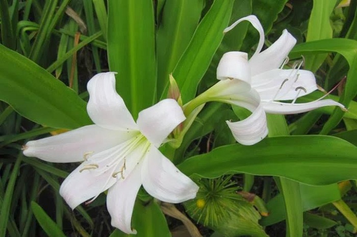 3 củ trinh nữ hoàng cung chuẩn giống