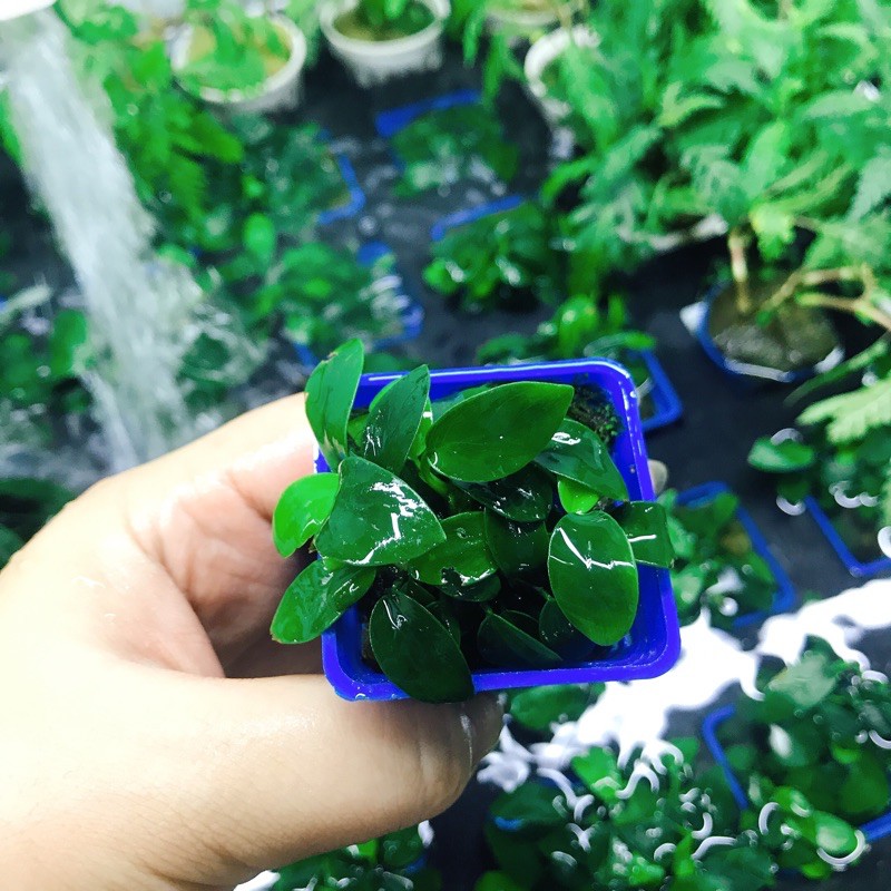 [HCM]Ráy Nana Lá Nhỏ - Cây Ráy Thuỷ Sinh Không Cần Co2