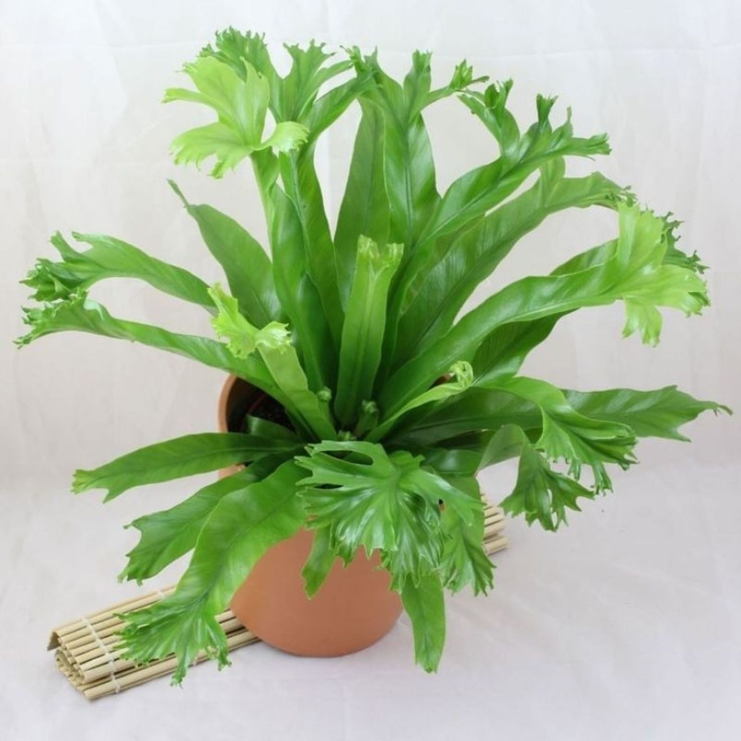 Cây dương xỉ đuôi phụng