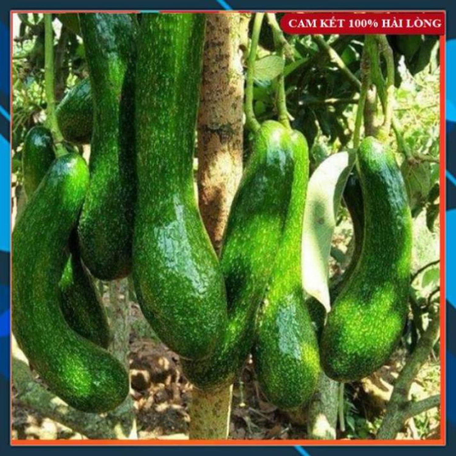 Cây giống bơ 034 - cây ɡhép nhanh trái_cây giống bơ dài sáp dẻo, béo ngậy cơm vàng dày dễ trồng samson garden