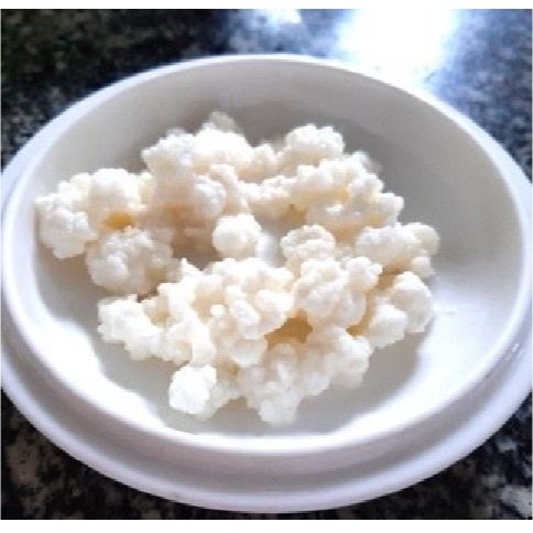 Nấm sữa Kefir / Con Men Làm Sữa Chua Tại Nhà Cực Đơn Gian