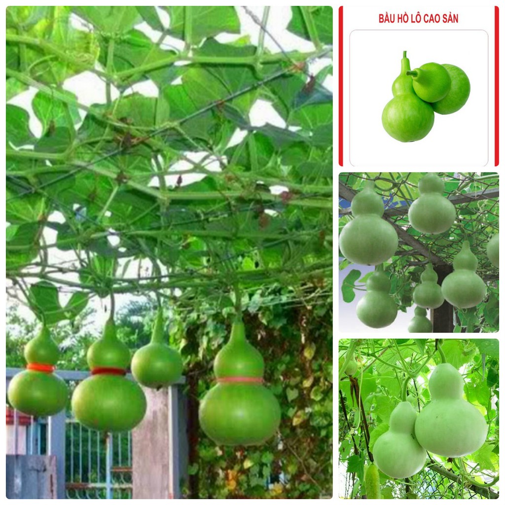 Hạt giống bầu hồ lô leo dàn