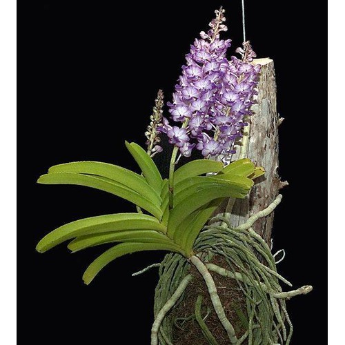 COM BO 5 LAN HẢI YẾN TÍM