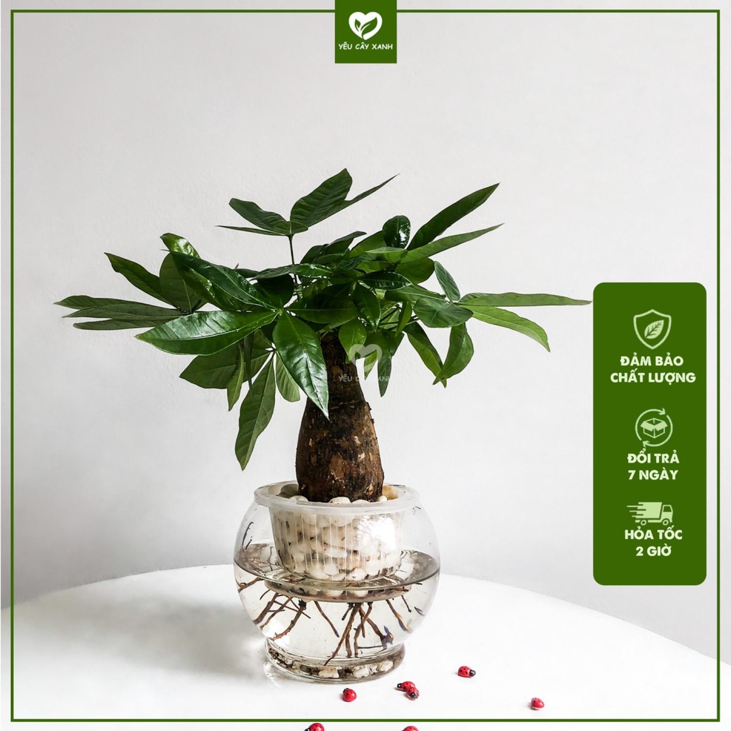 Cây Kim Ngân Thuỷ Sinh kèm chậu thủy tinh