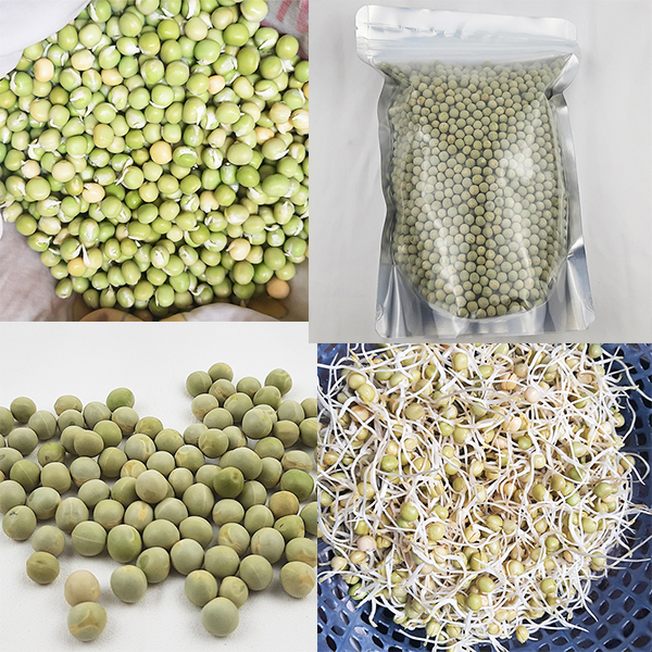 Hạt giống đậu Hà Lan nhập khẩu năng suất cao túi 0.5 kg