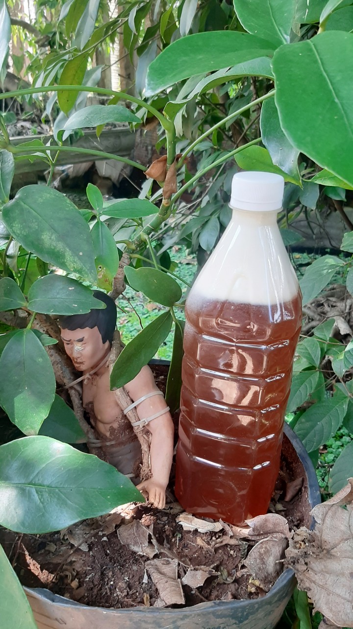 Mật ong từ hoa cà phê chai 1lit