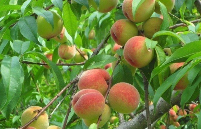 CÂY ĐÀO BÁT TIÊN - CÂY GIỐNG SIÊU SAI QUẢ - QUẢ NGON NGỌT - GỬI ĐI NGUYÊN BẦU - CÂY BON SAI