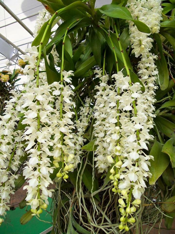 hoa phong lan tam bảo sắc hoa trắng