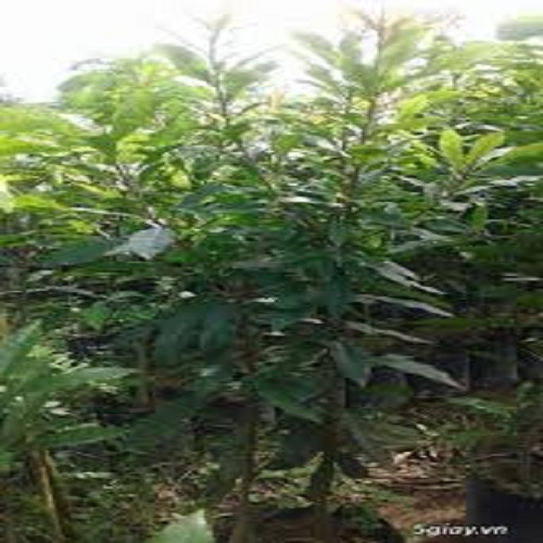 CÂY GIỐNG LÁ VỐI NẾP