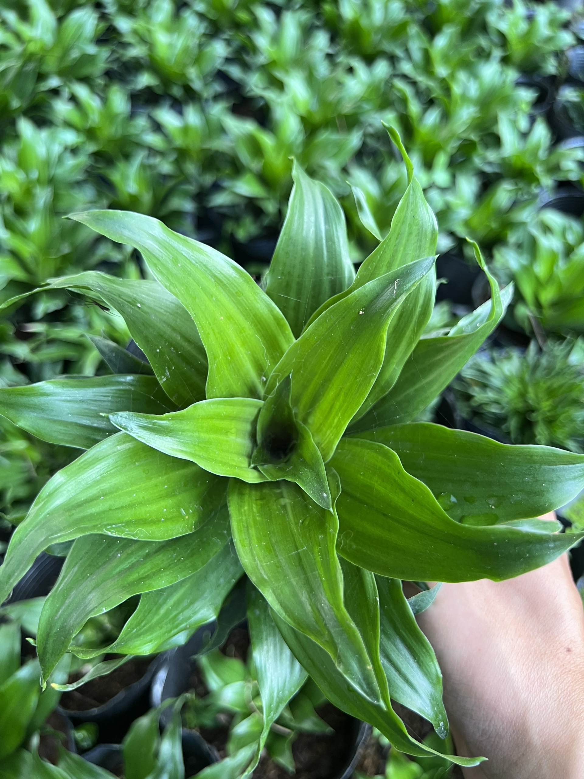 Phát tài úc - phát tài nhật - cây tài lộc - cây cao 10-15 cm
