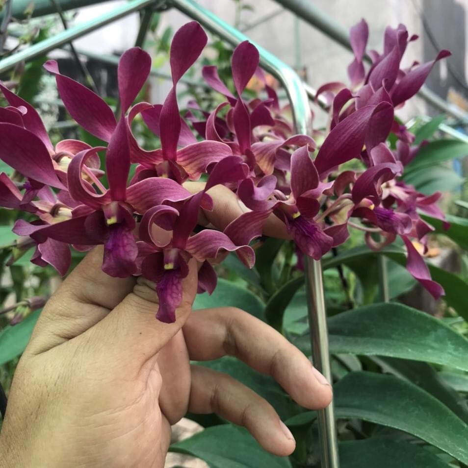 Denrro nắng xưa huyết long